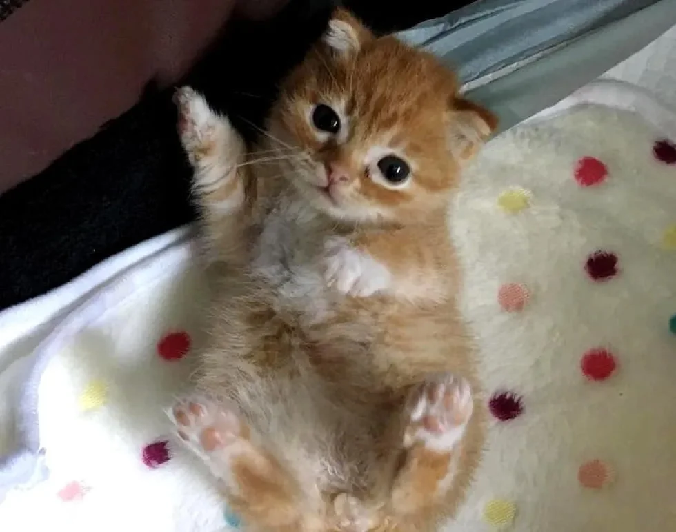 Adorable Leo