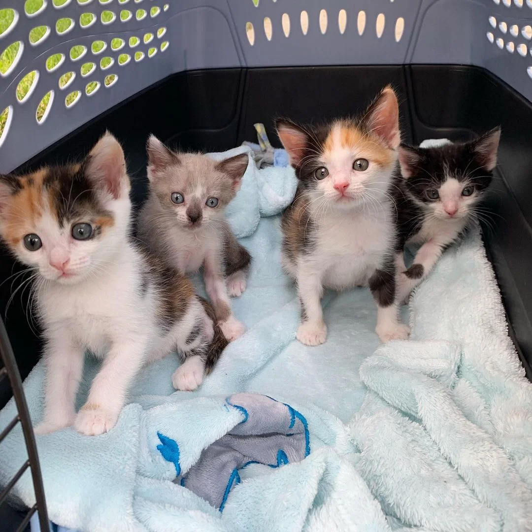 Adorable camada de gatitos