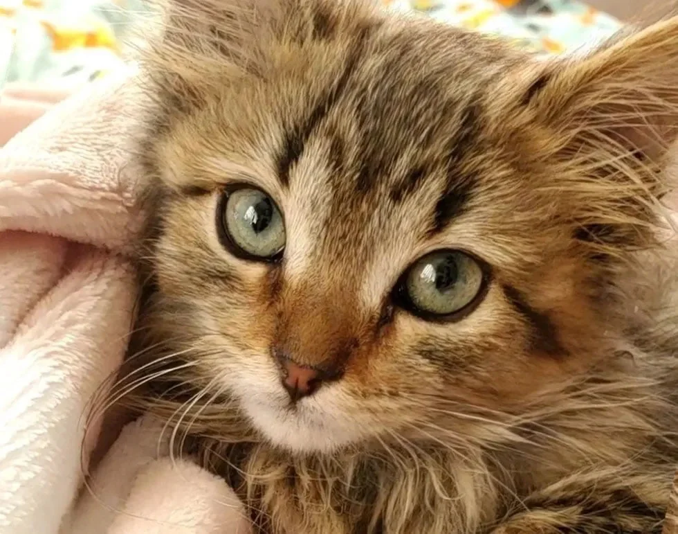 Adorable felina nuevo hogar
