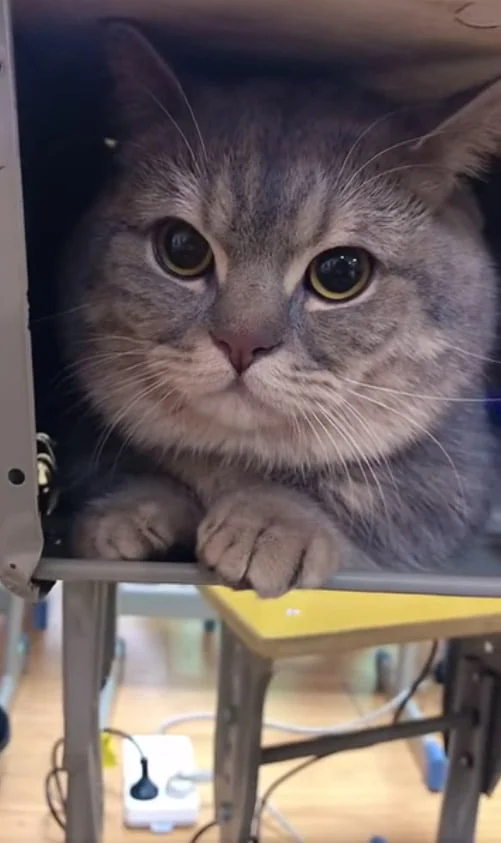 Adorable gatito
