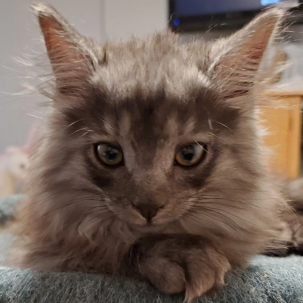 Adorable gatito rescatado