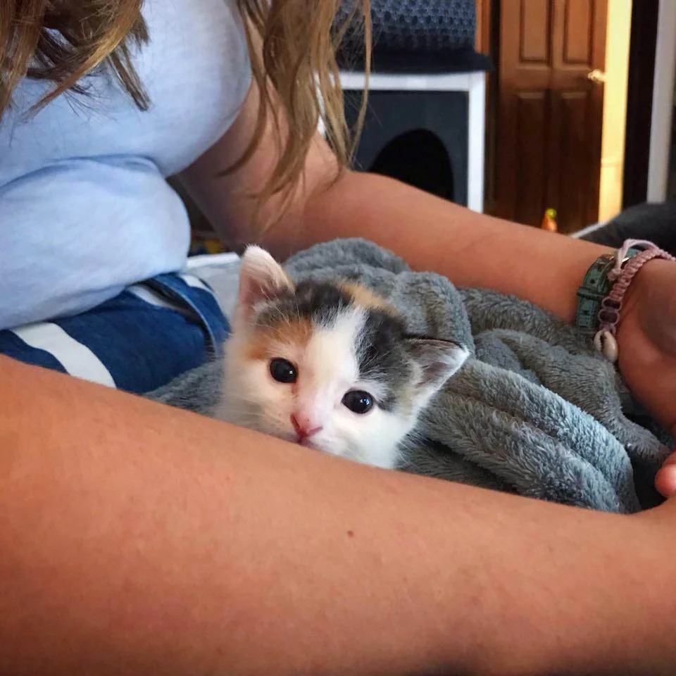 Adorable gatito