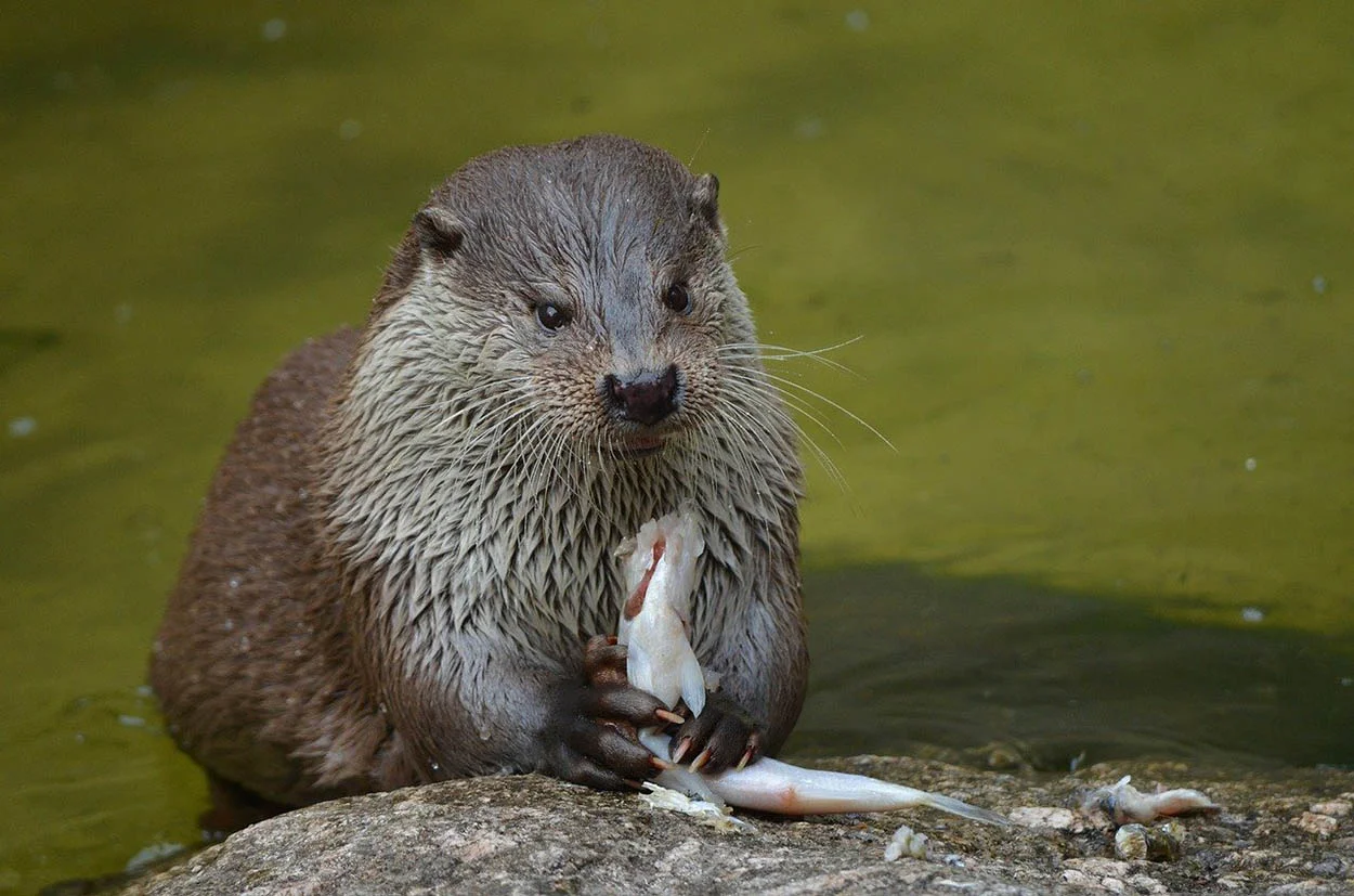 Adorable nutria