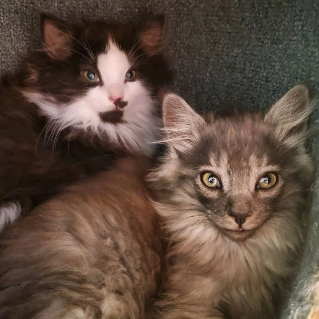 Adorables gatitos