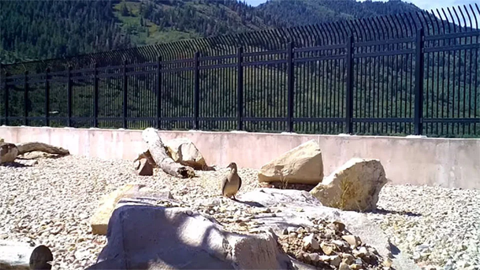 Animales usando puente