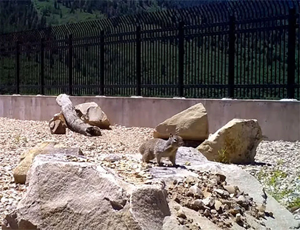 Ardilla cruzando puente