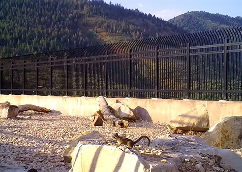 Ardilla usando puente