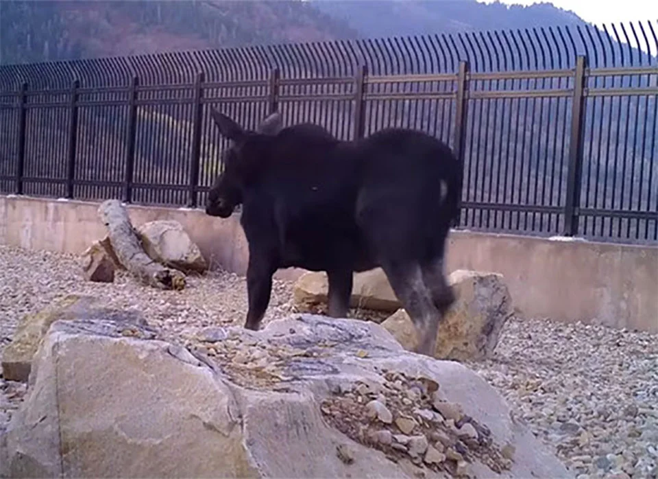 Cámaras ocultas captan alce