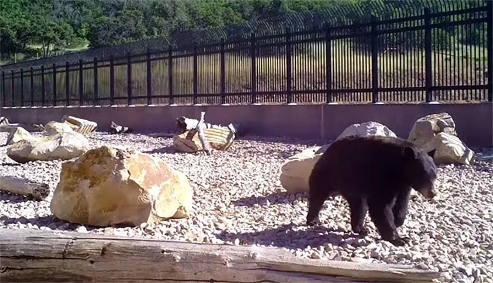 Cámaras ocultas captan oso