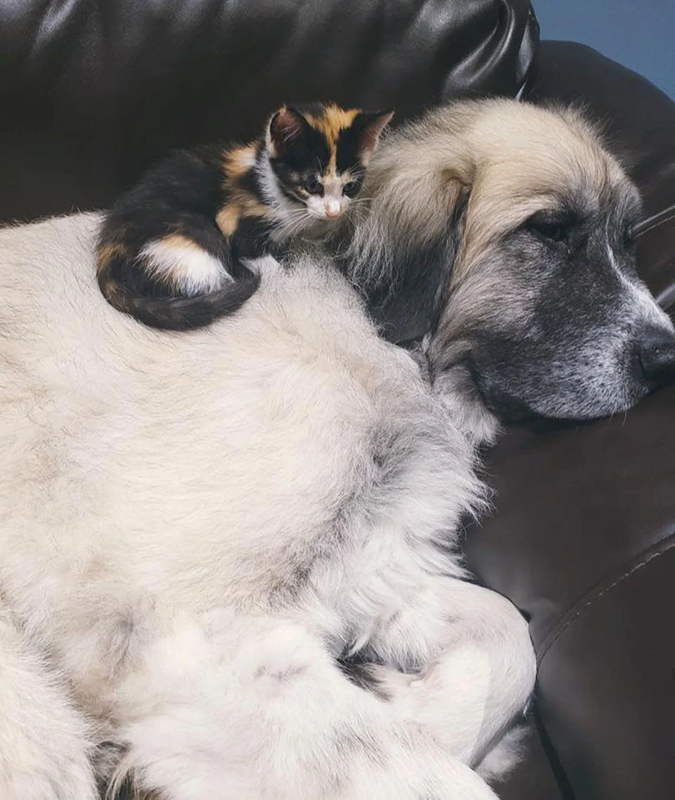 Candy y perrito