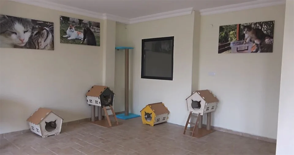 Casitas de gatos