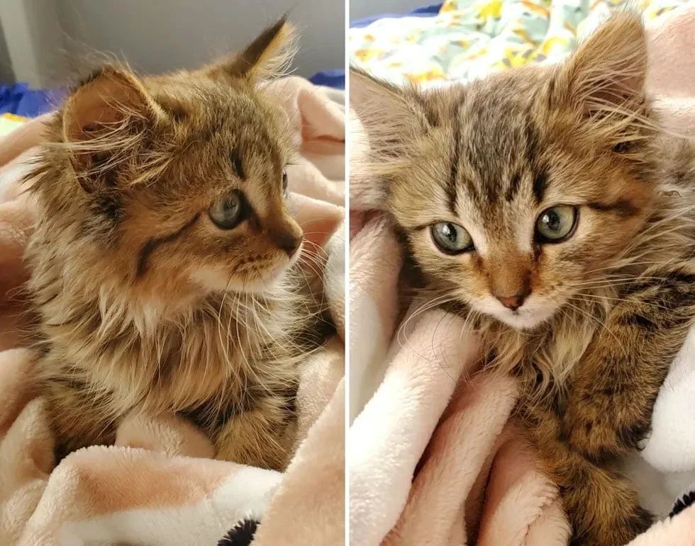 Hombre rescató gatita