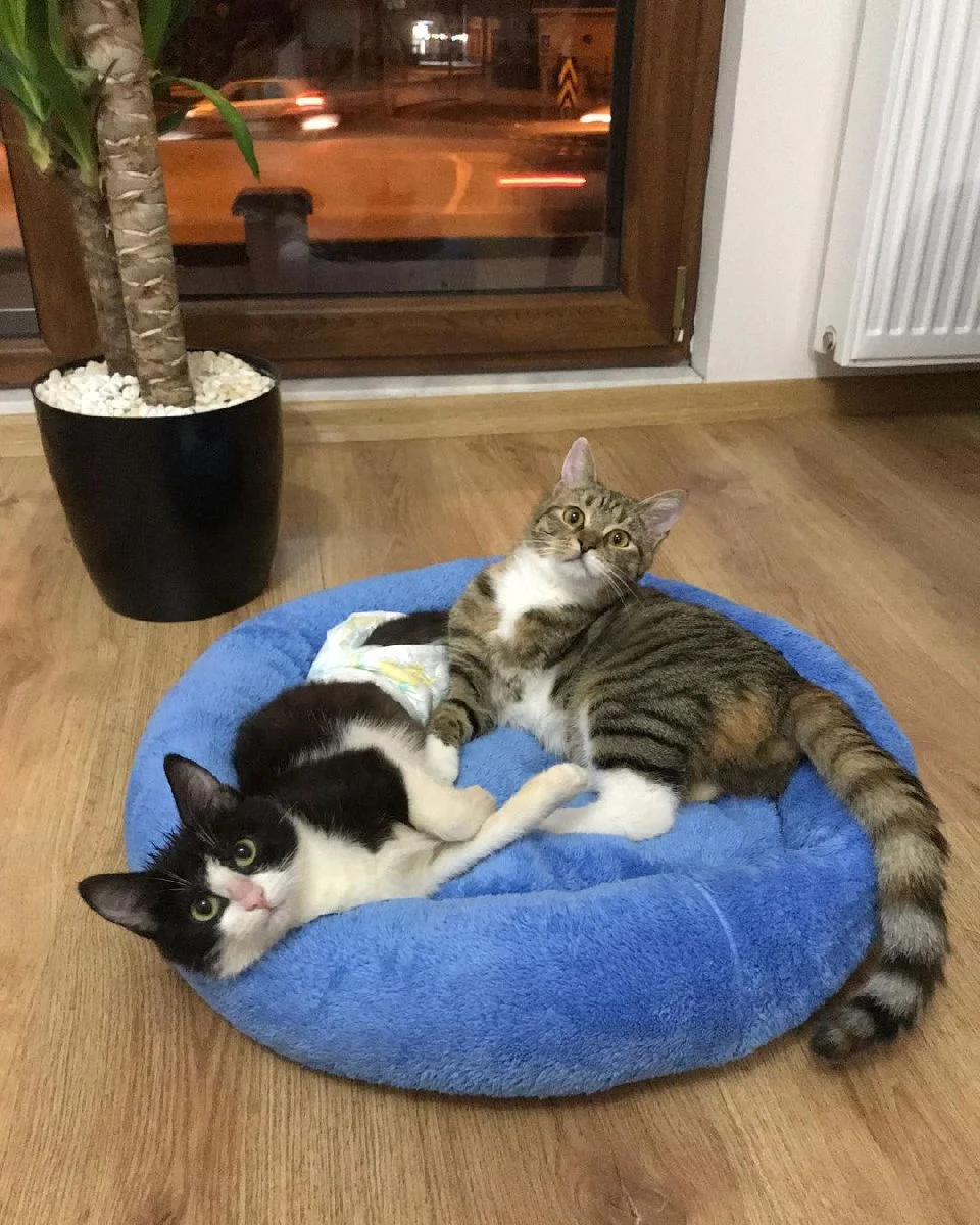 Ekim y Hayko juegan