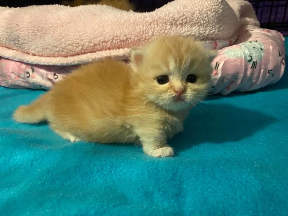 Encantador gatito naranja Encantador gatito naranja