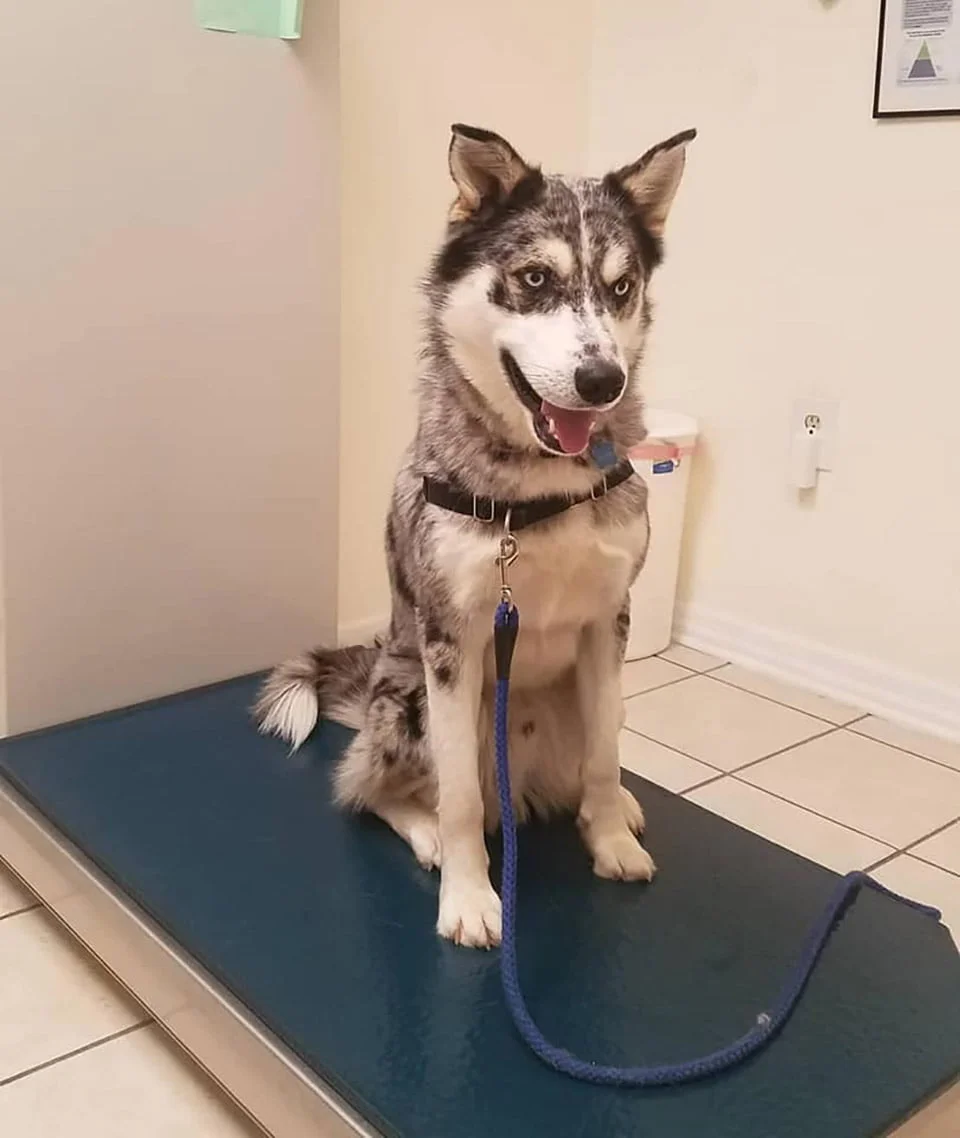 Este perro disfruta estar fuera en el frio
