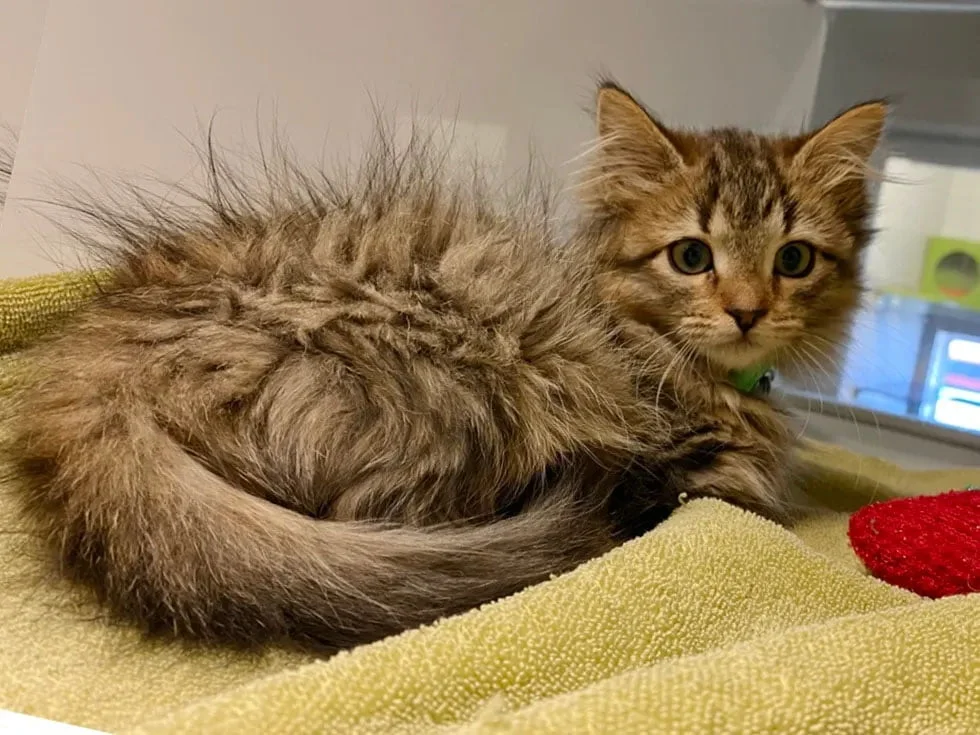 Felina recuperándose