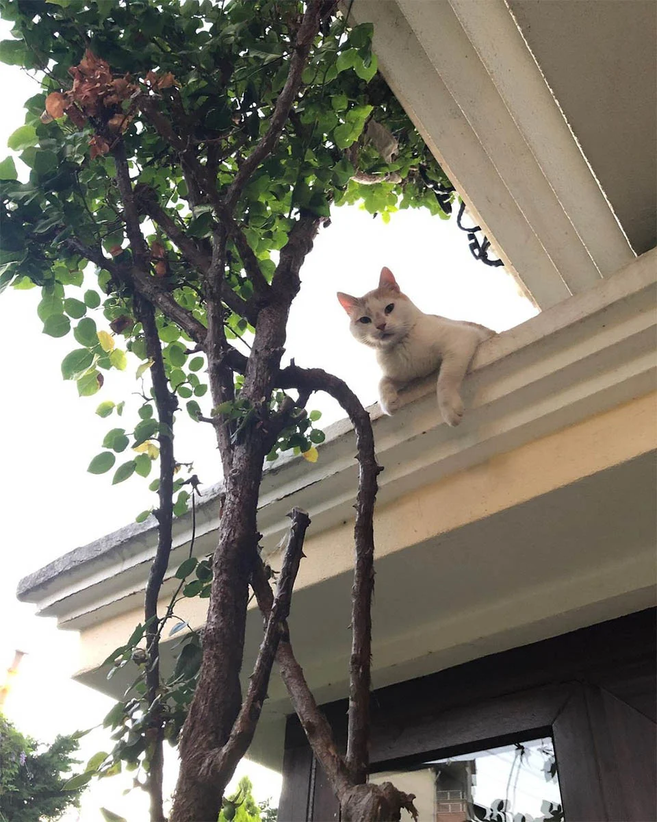Felino en techo