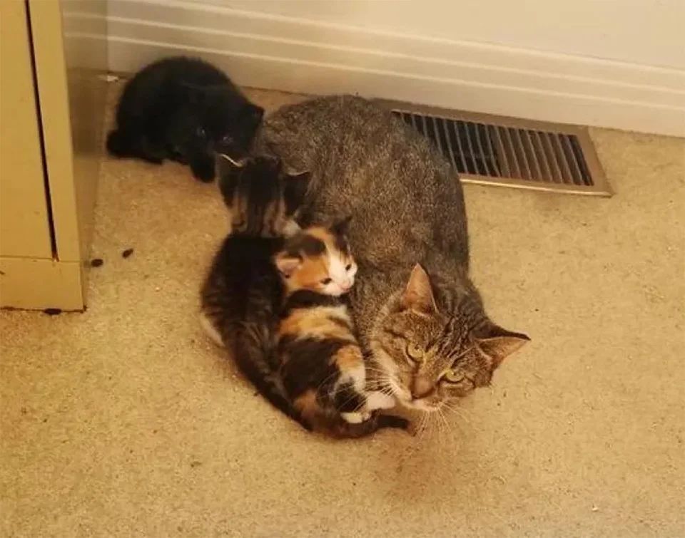 Gata con nueva camada