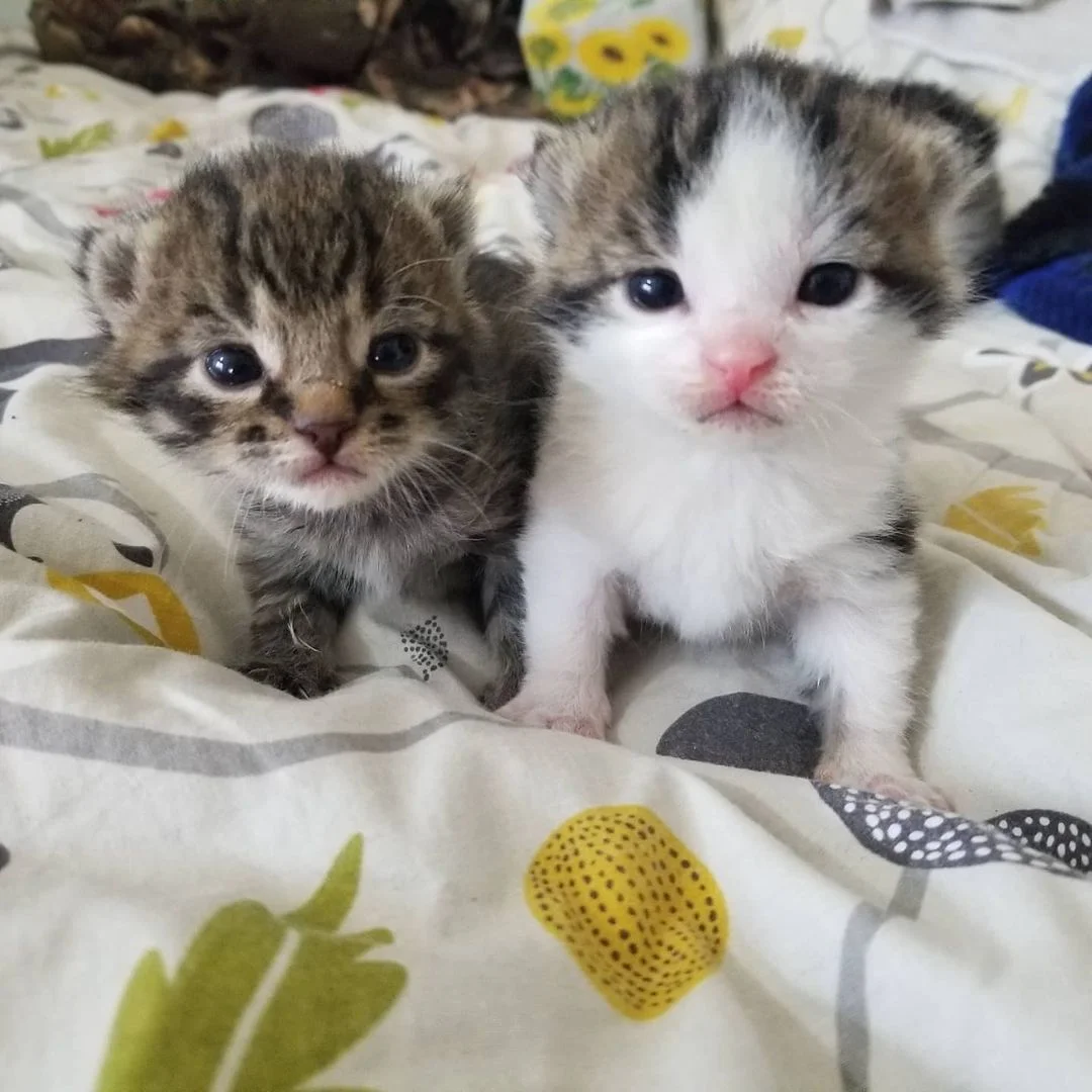 Gata dejó gatitos abandonados