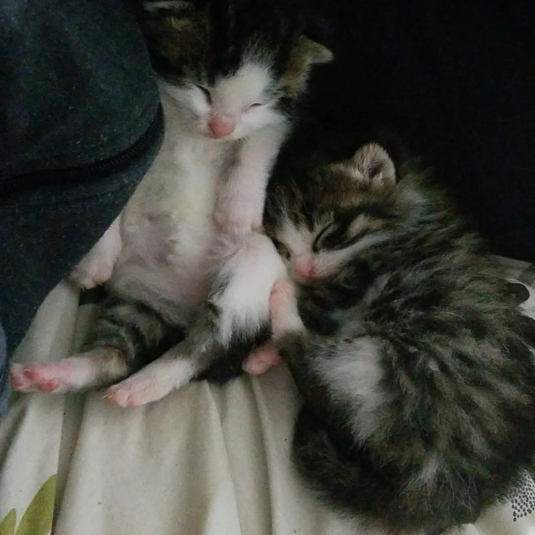 Gata dejó tres gatitos