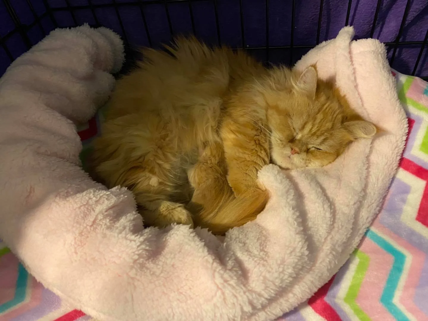 Gata esta muy feliz con su pequeño Gata esta muy feliz con su pequeño