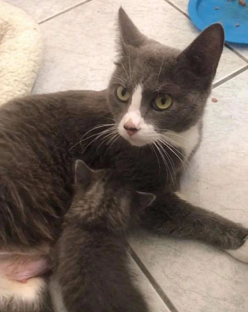Gata rescatada con gatitos