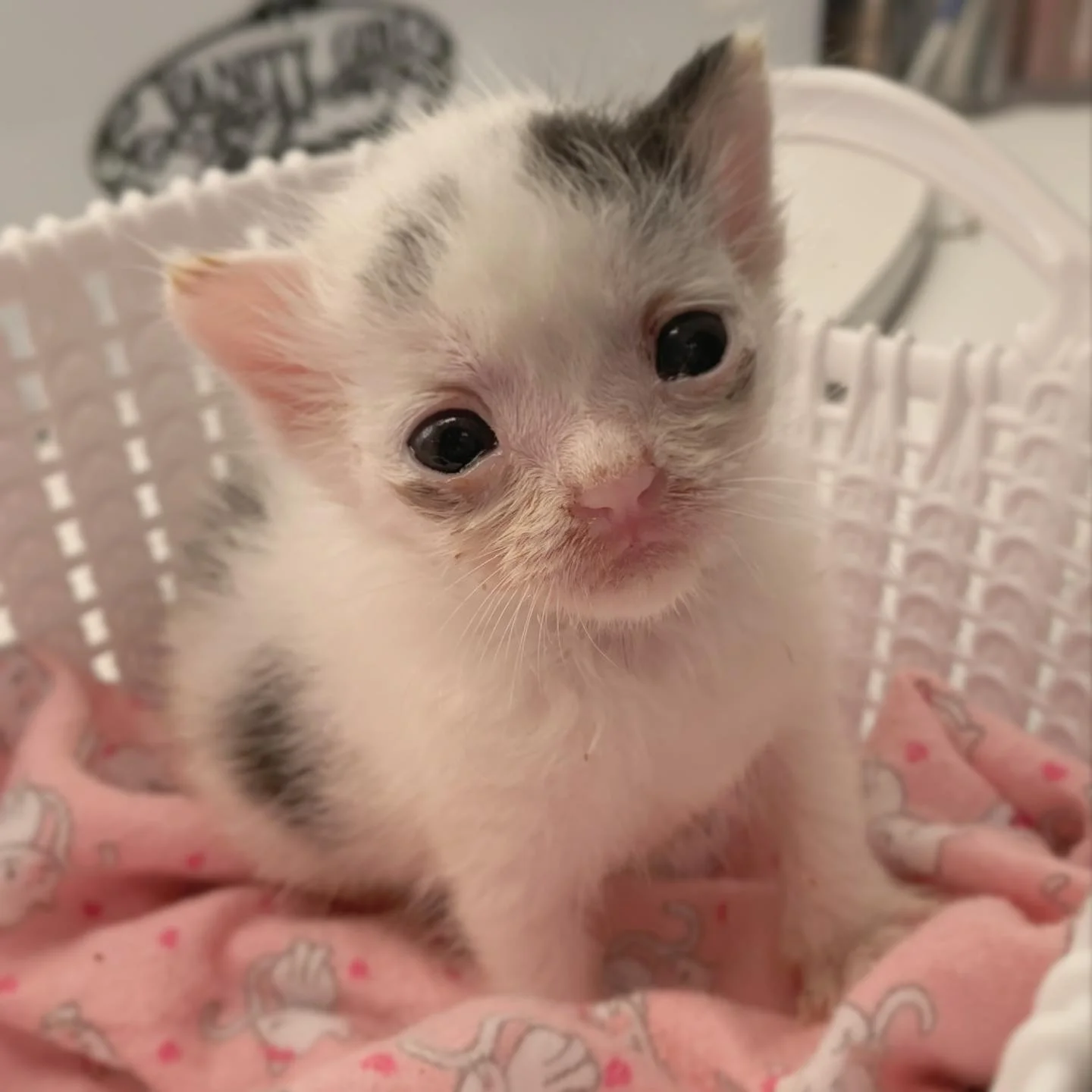 Gatita diminuta mejorando