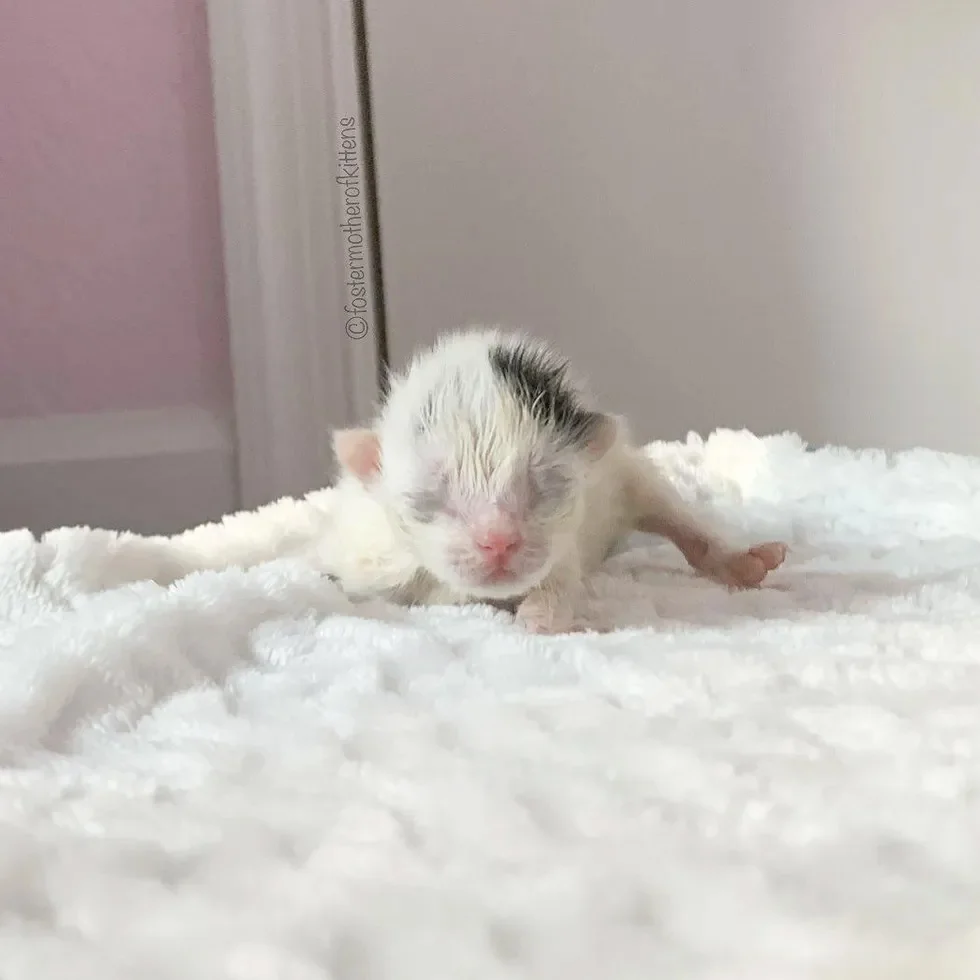 Gatita diminuta rescatada