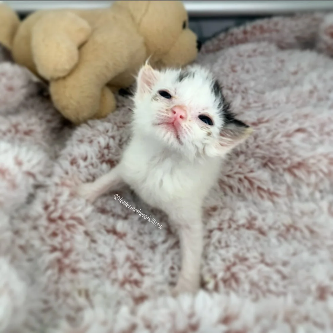 Gatita diminuta
