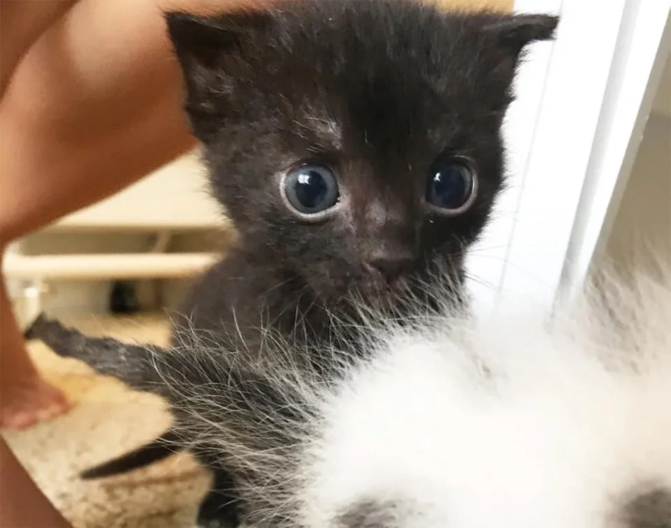 Gatita grandes ojos