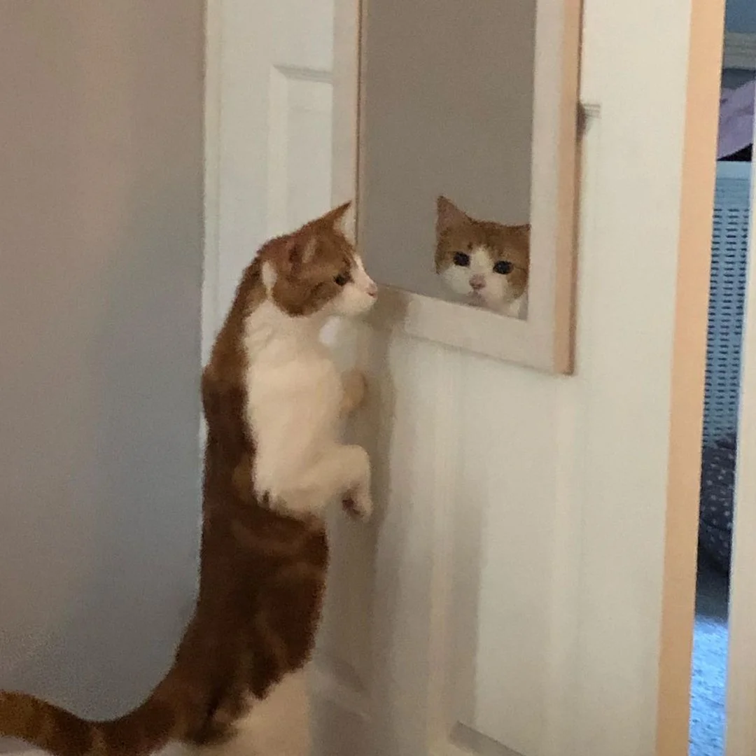 Gatita muy curiosa