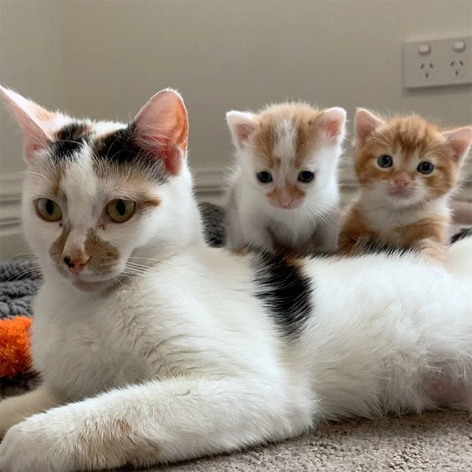 Gatita no deja bebés