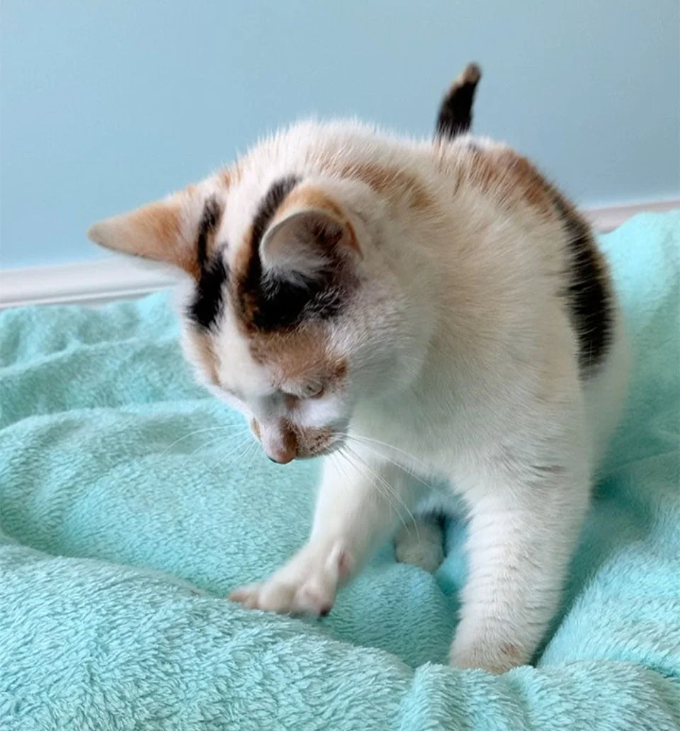 Gatita no puede dejar amasar