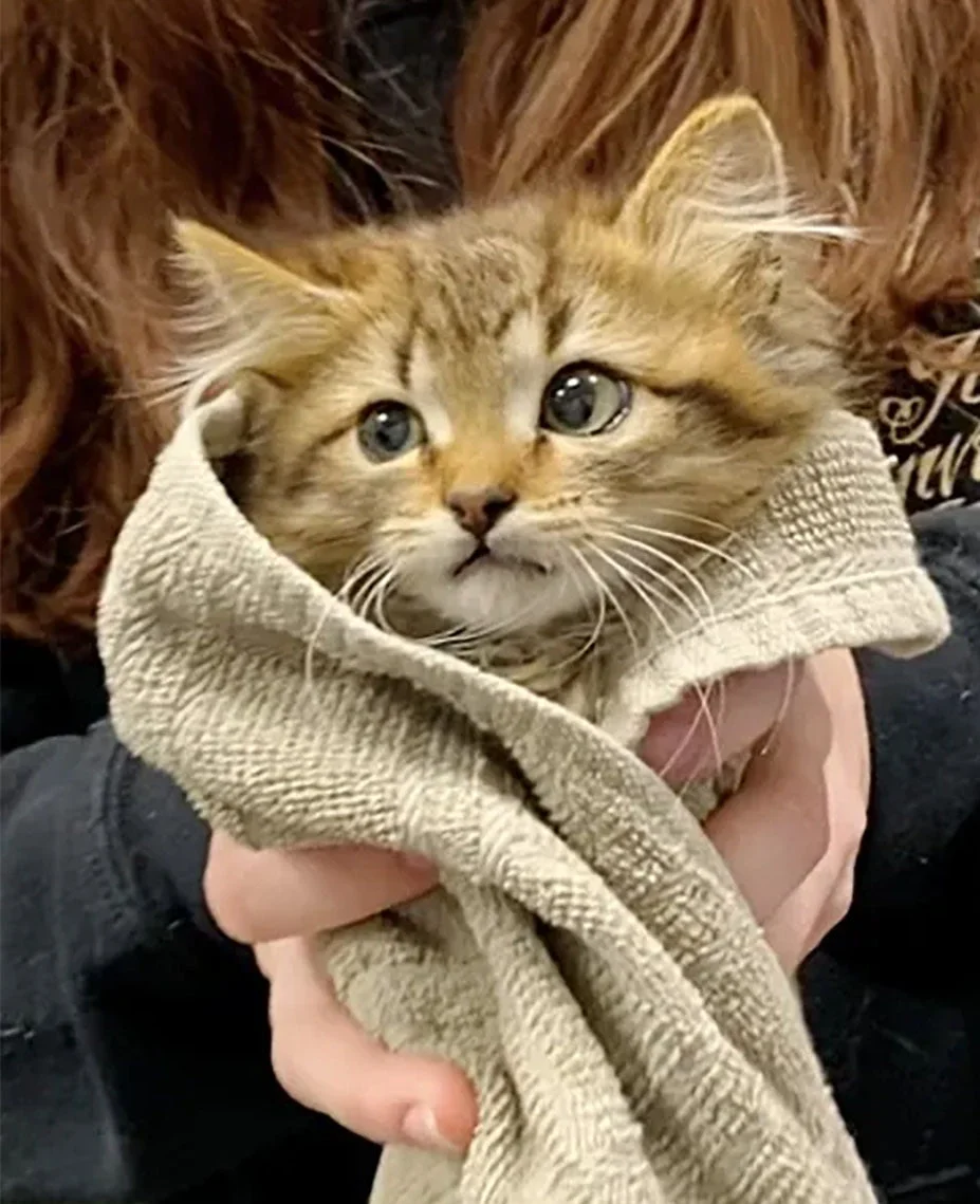 Gatita rescatada