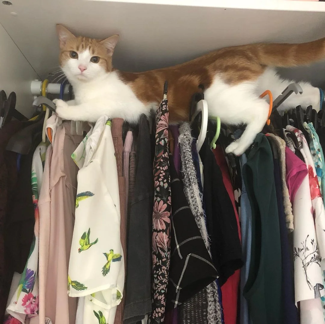 Gatita traviesa