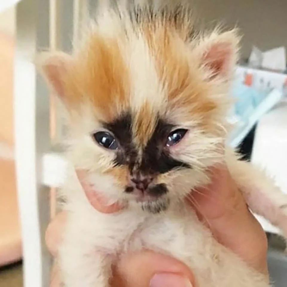 Gatito con marcas únicas