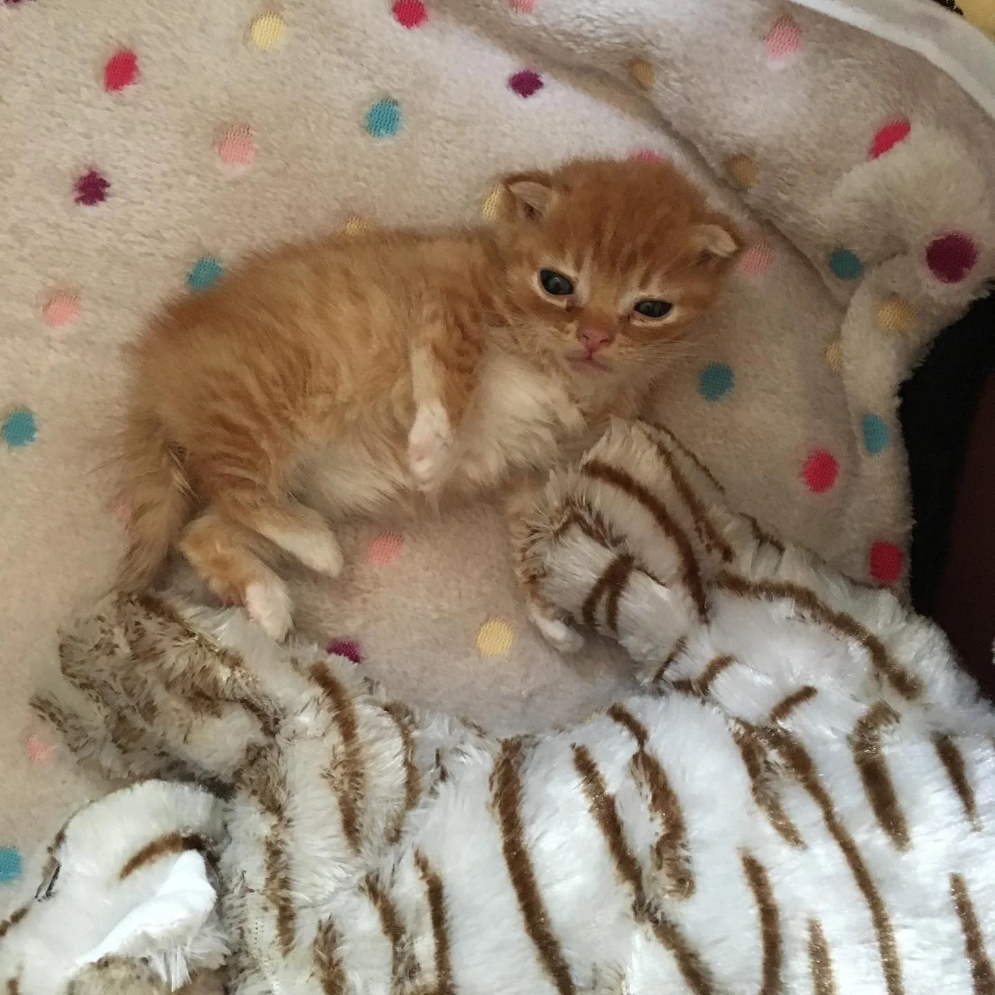 Gatito con rara condición