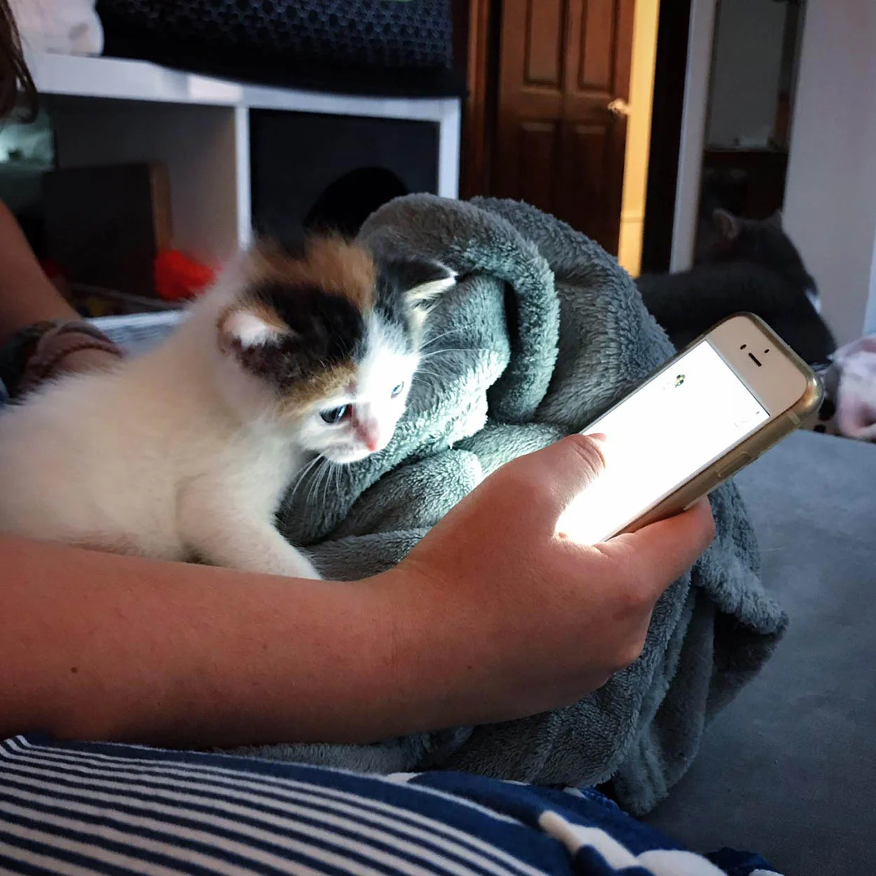 Gatito curioso