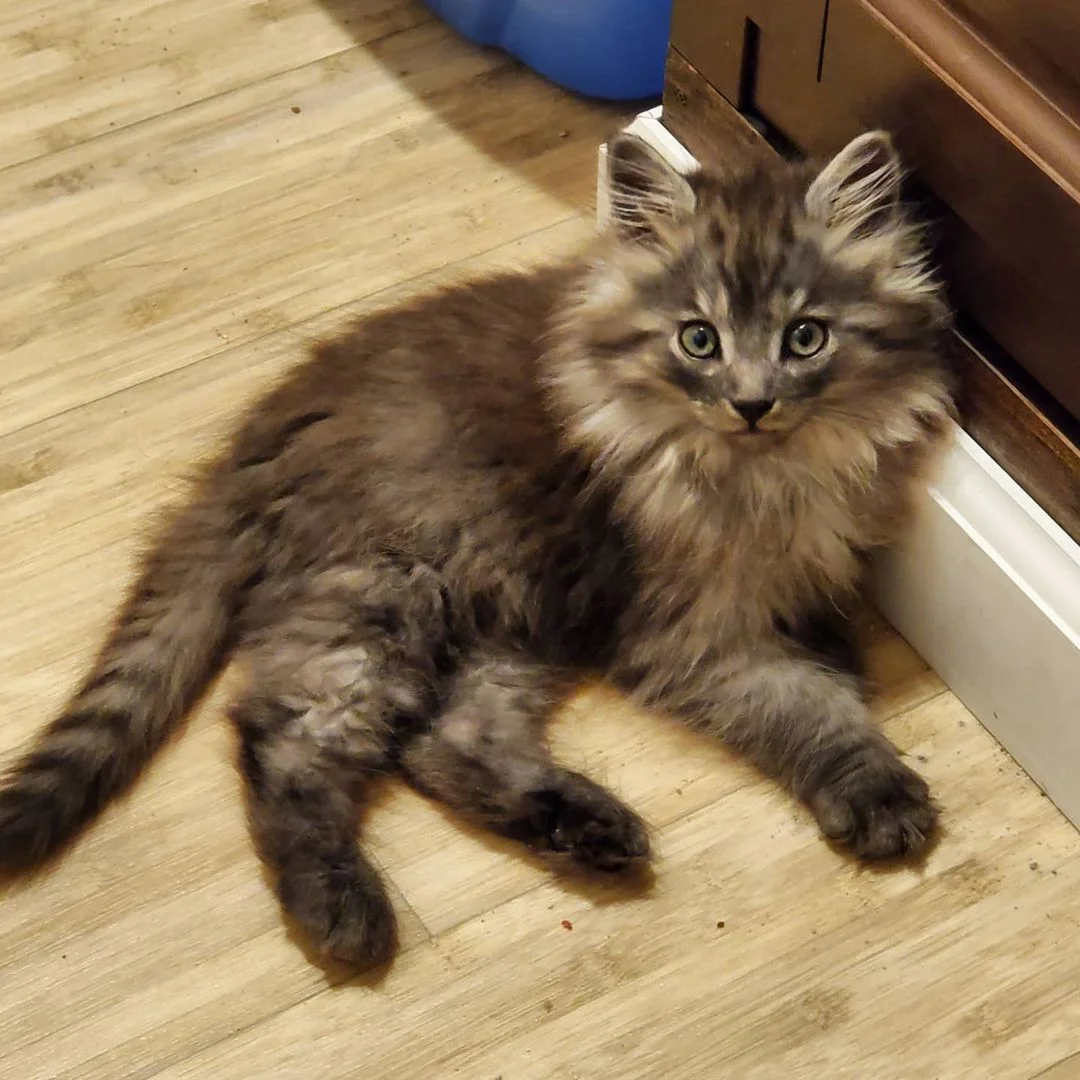 Gatito encontrado en una granja