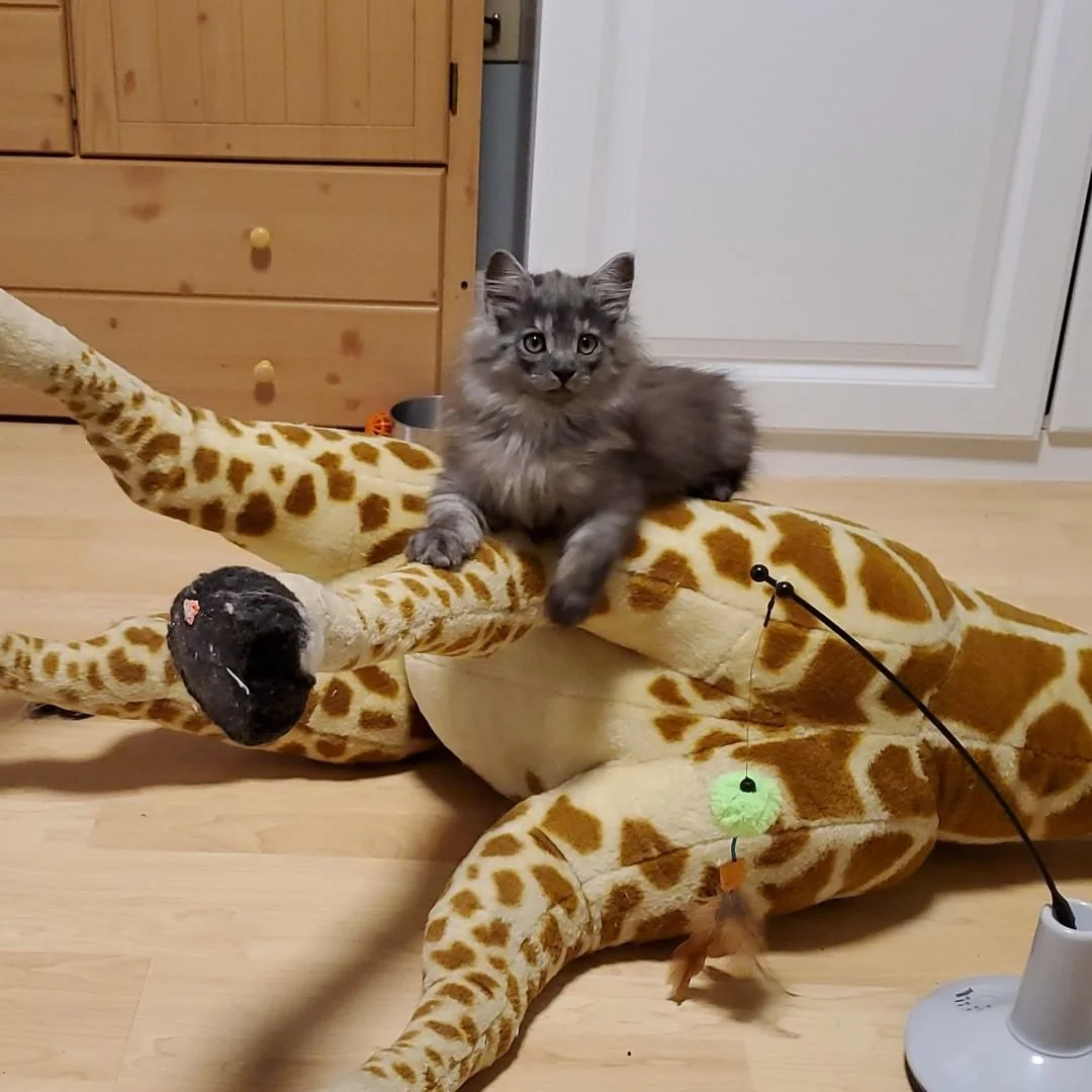 Gatito encontrado y rescatado
