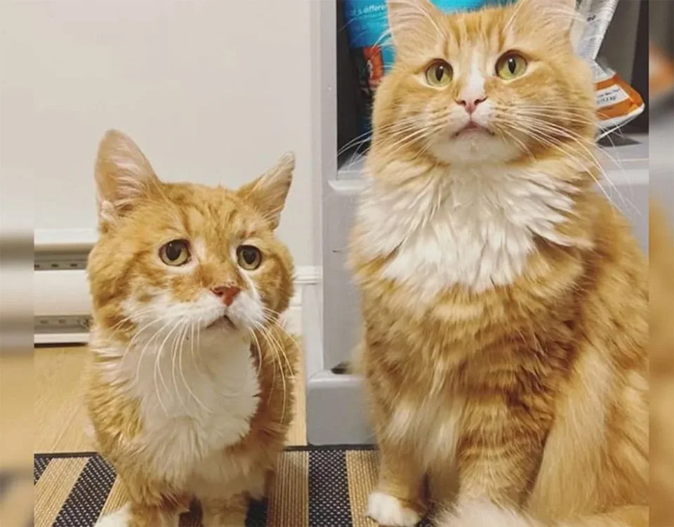 Gatito junto a su nuevo hermano