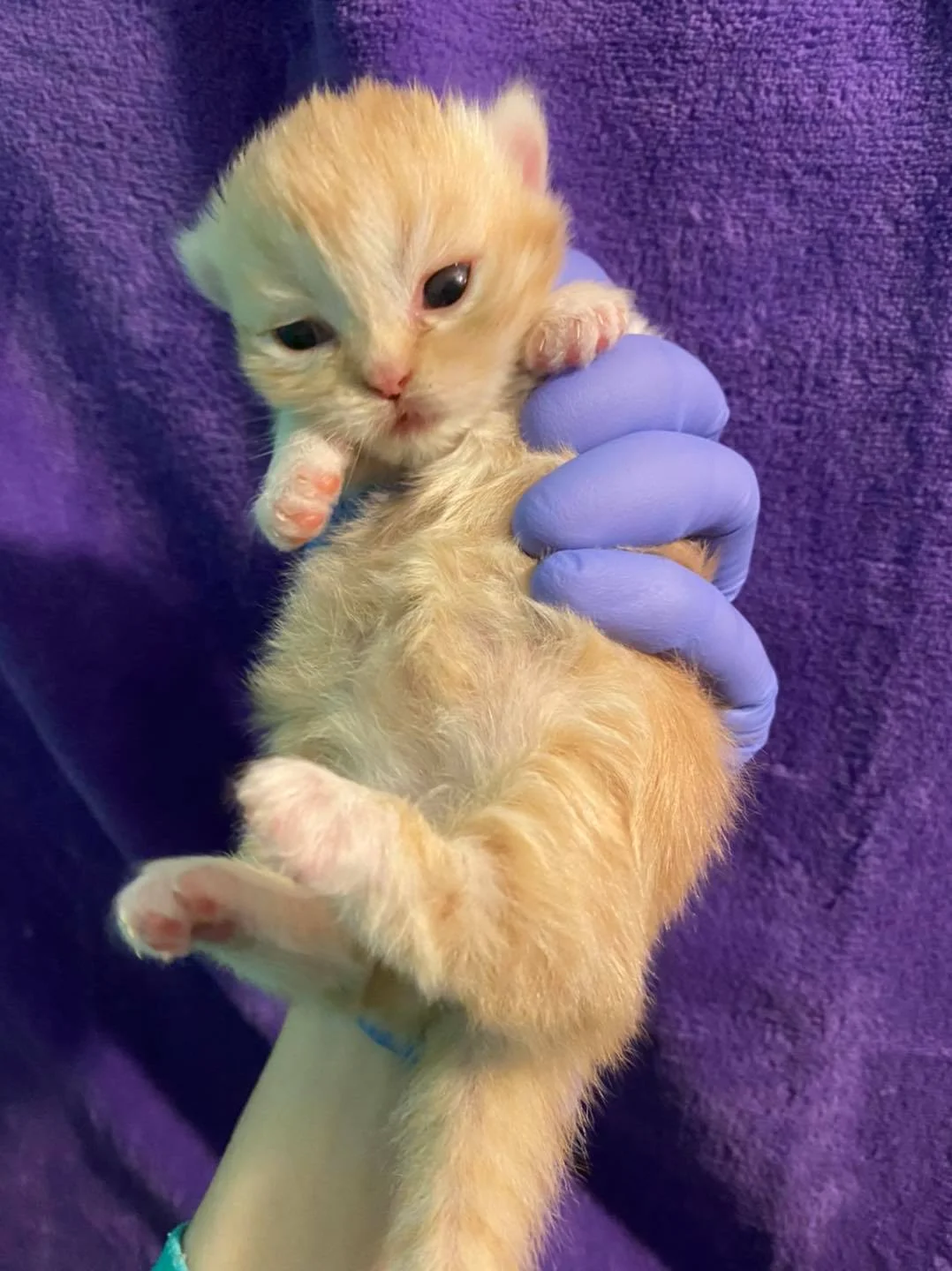 Gatito naranja recibe atención Gatito naranja recibe atención