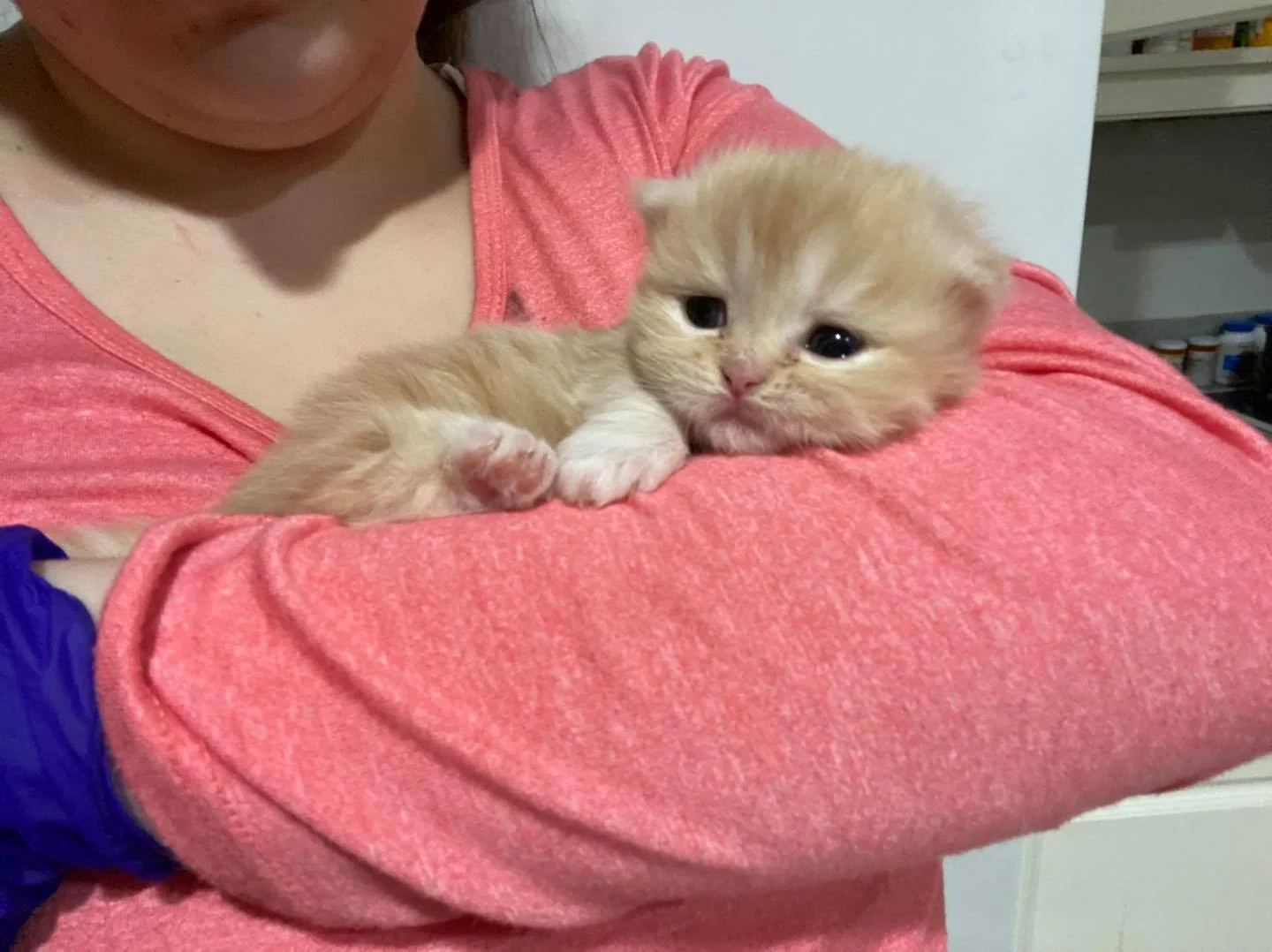 Gatito naranja y su cuidador Gatito naranja y su cuidador