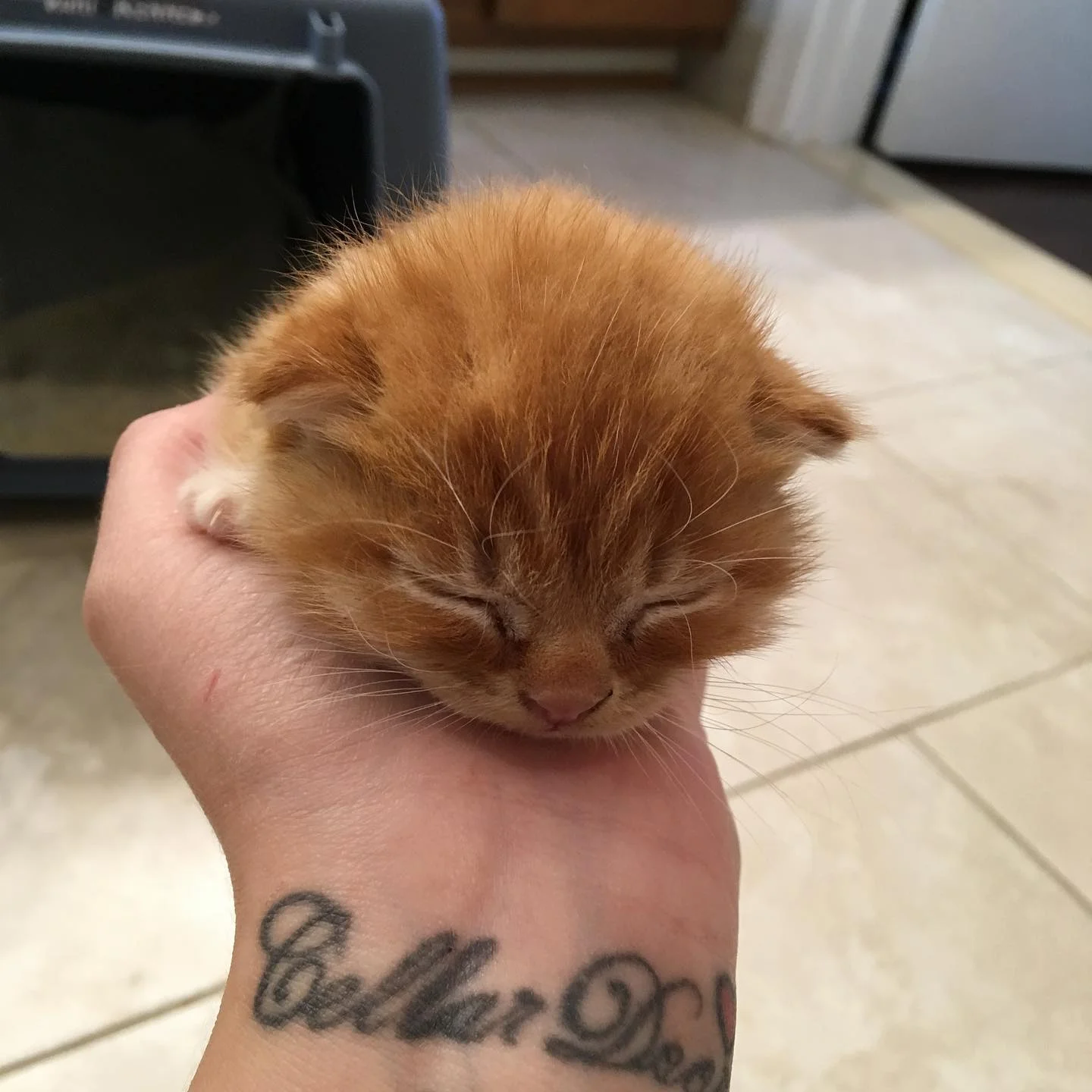 Gatito rara condición