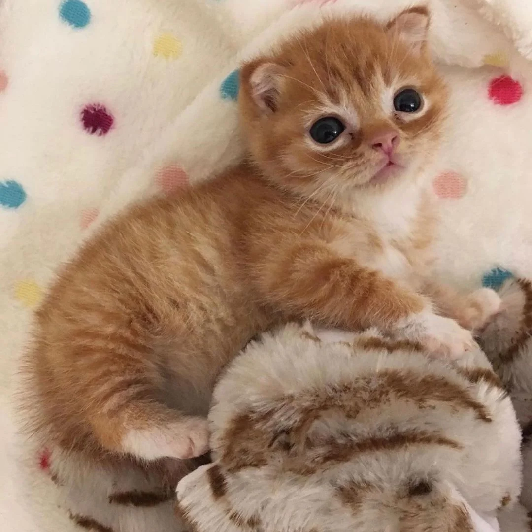 Gatito rescatado