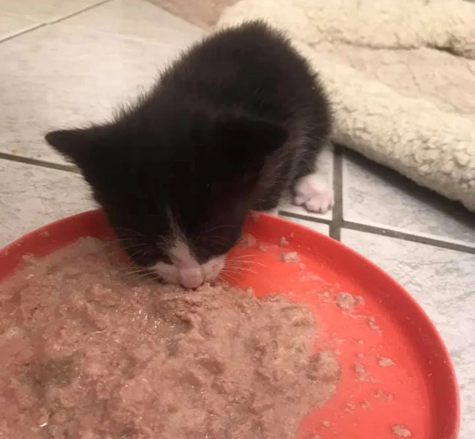 Gatitos comiendo