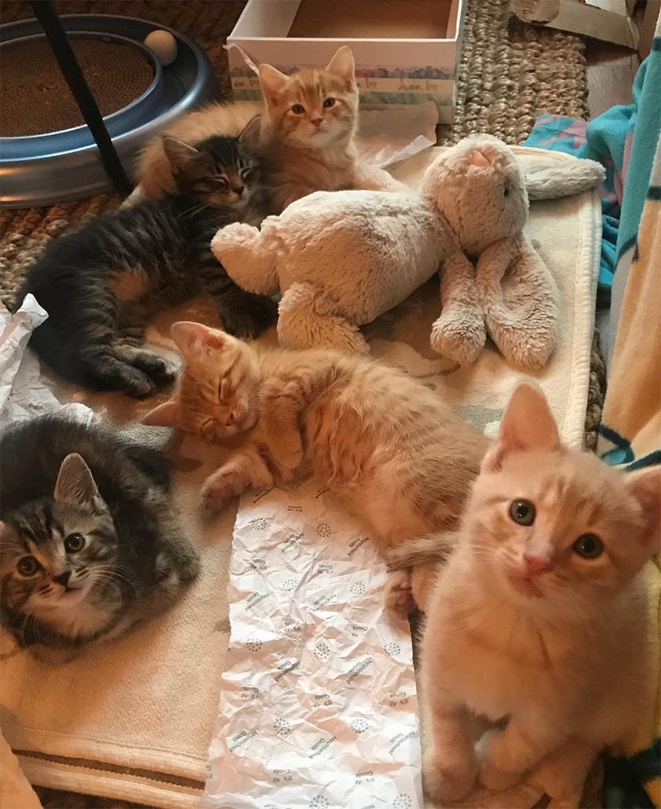 Gatitos con juguetes