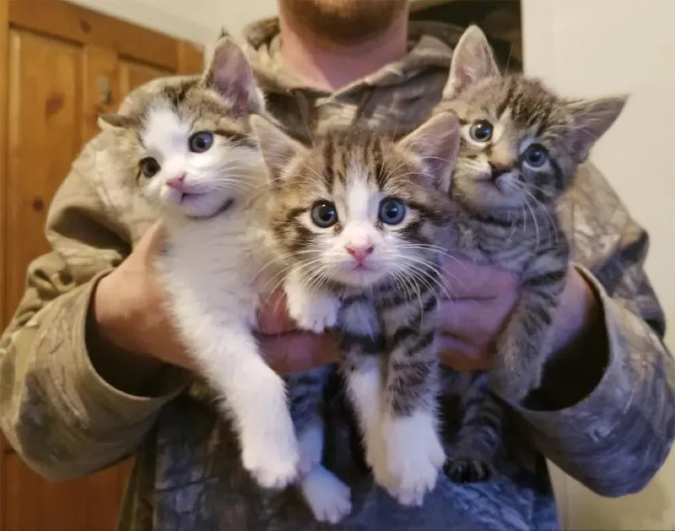 Gatitos dejados en casa