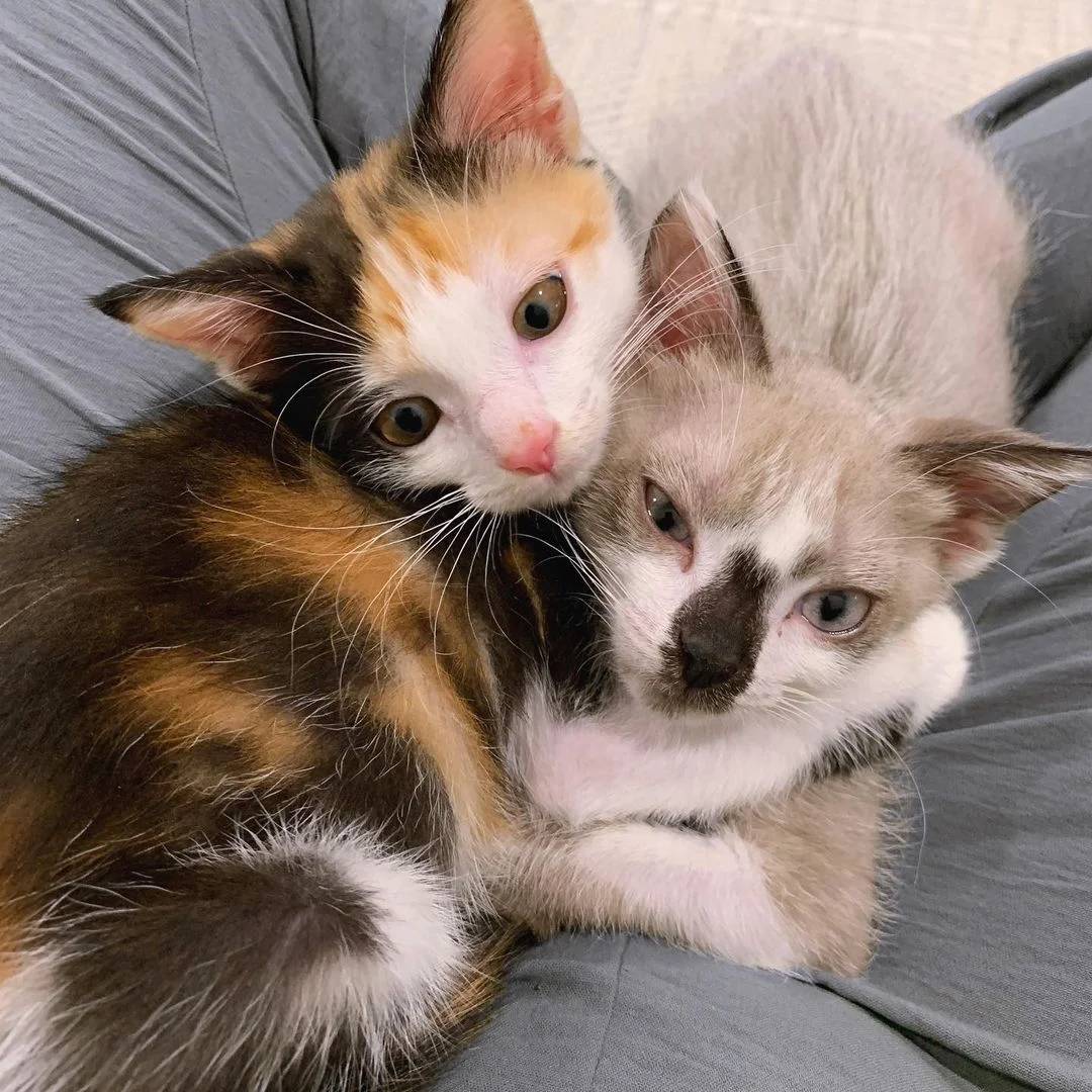 Gatitos duermen juntos