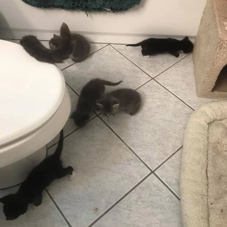 Gatitos explorando